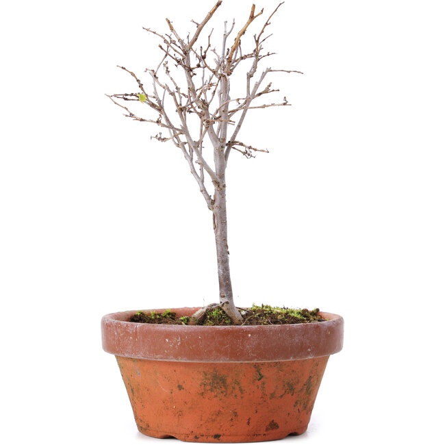 Zelkova serrata, 15 cm, ± 5 anni