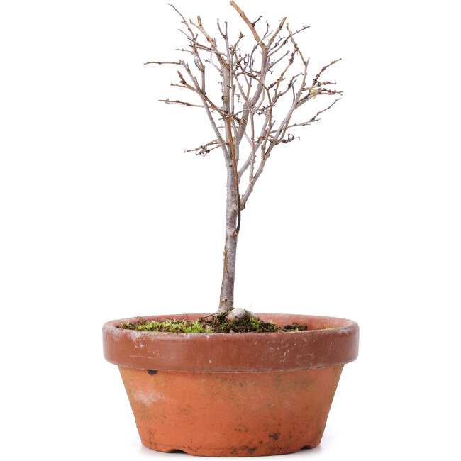 Zelkova serrata, 15 cm, ± 5 años