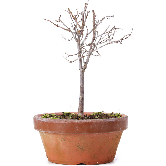 Zelkova serrata, 14 cm, ± 5 ans