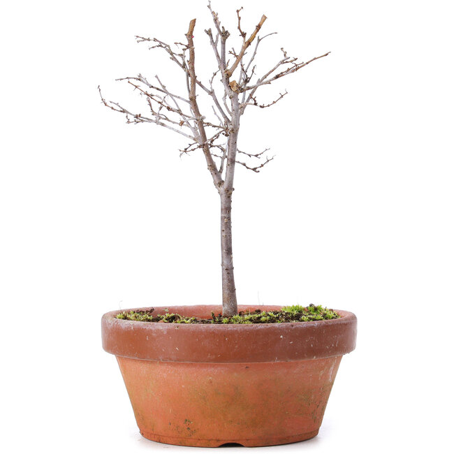 Zelkova serrata, 14 cm, ± 5 Jahre alt