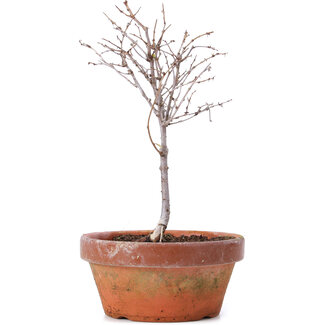 Zelkova serrata, 17,5 cm, ± 5 Jahre alt