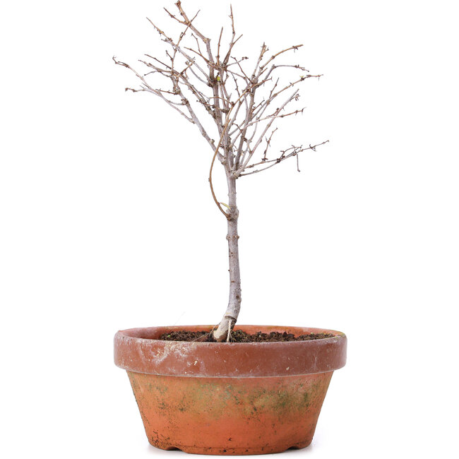 Zelkova serrata, 17,5 cm, ± 5 anni