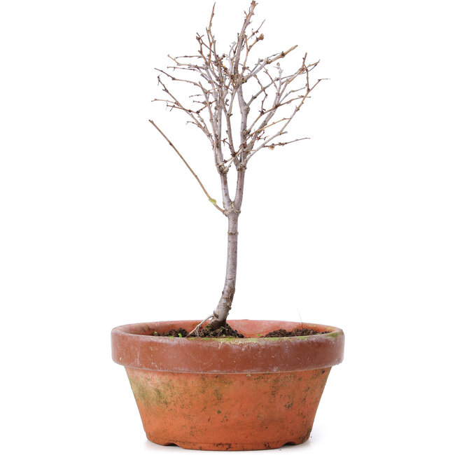Zelkova serrata, 17,5 cm, ± 5 Jahre alt