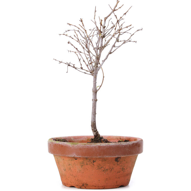 Zelkova serrata, 17,5 cm, ± 5 Jahre alt