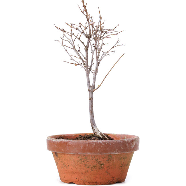 Zelkova serrata, 17,5 cm, ± 5 years old