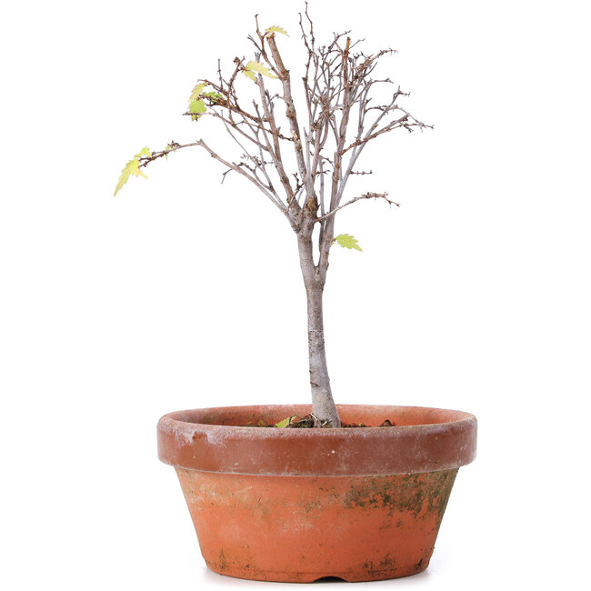 Zelkova serrata, 15,5 cm, ± 5 Jahre alt