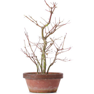 Acer palmatum, 35 cm, ± 9 jaar oud