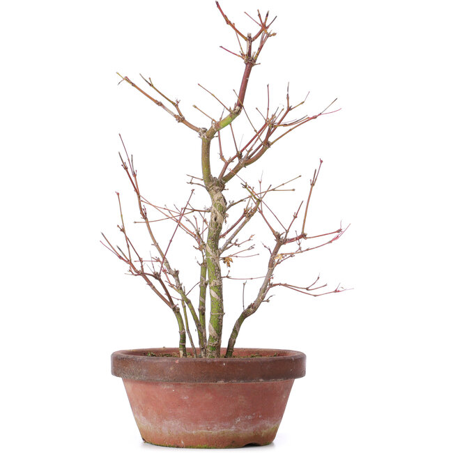 Acer palmatum, 35 cm, ± 9 jaar oud