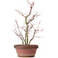 Acer palmatum, 35 cm, ± 9 years old