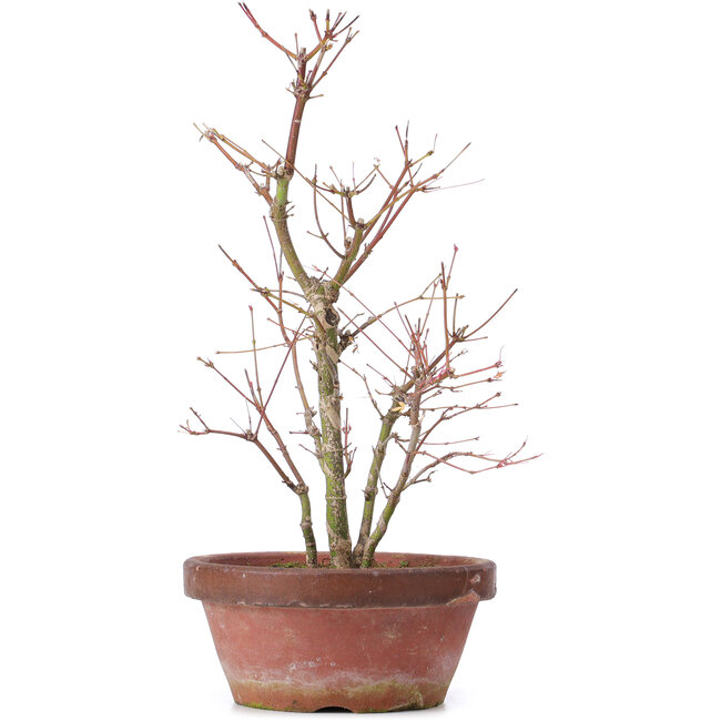 Acer palmatum, 35 cm, ± 9 ans