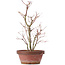 Acer palmatum, 35 cm, ± 9 años