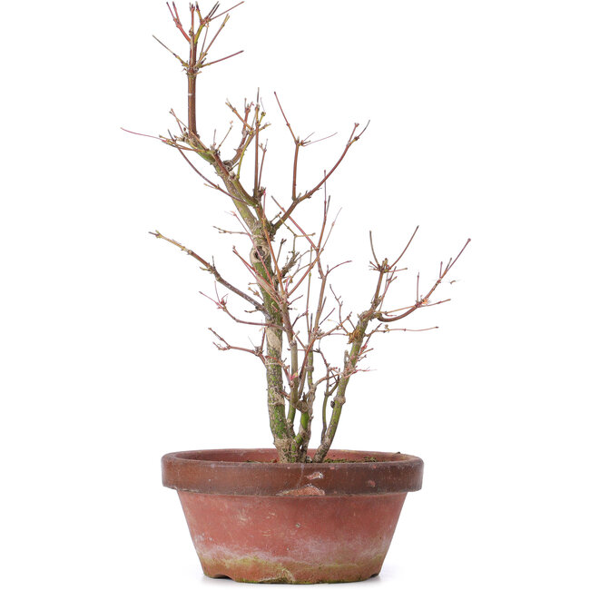 Acer palmatum, 35 cm, ± 9 años