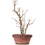 Acer palmatum, 35 cm, ± 9 jaar oud