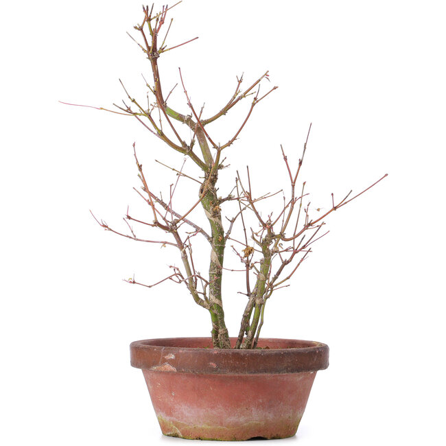 Acer palmatum, 35 cm, ± 9 years old