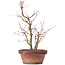 Acer palmatum, 35 cm, ± 9 jaar oud