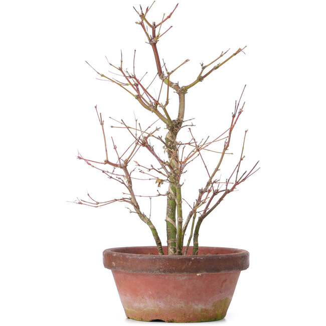 Acer palmatum, 35 cm, ± 9 years old