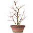 Acer palmatum, 35 cm, ± 9 años