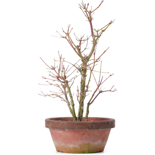 Acer palmatum, 35 cm, ± 9 años