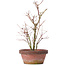 Acer palmatum, 35 cm, ± 9 years old