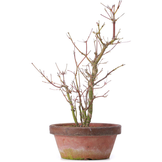 Acer palmatum, 35 cm, ± 9 years old