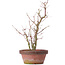 Acer palmatum, 35 cm, ± 9 años