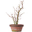 Acer palmatum, 35 cm, ± 9 Jahre alt