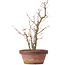 Acer palmatum, 35 cm, ± 9 years old