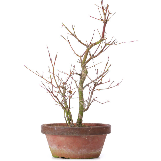 Acer palmatum, 35 cm, ± 9 ans
