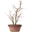 Acer palmatum, 35 cm, ± 9 jaar oud