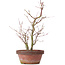 Acer palmatum, 35 cm, ± 9 Jahre alt