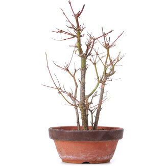 Acer palmatum, 33,5 cm, ± 9 anni