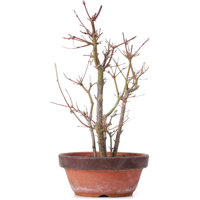 Acer palmatum, 33,5 cm, ± 9 anni