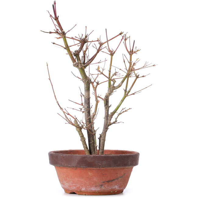 Acer palmatum, 33,5 cm, ± 9 ans