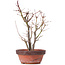 Acer palmatum, 33,5 cm, ± 9 jaar oud