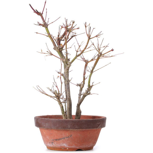 Acer palmatum, 33,5 cm, ± 9 jaar oud