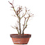 Acer palmatum, 33,5 cm, ± 9 años