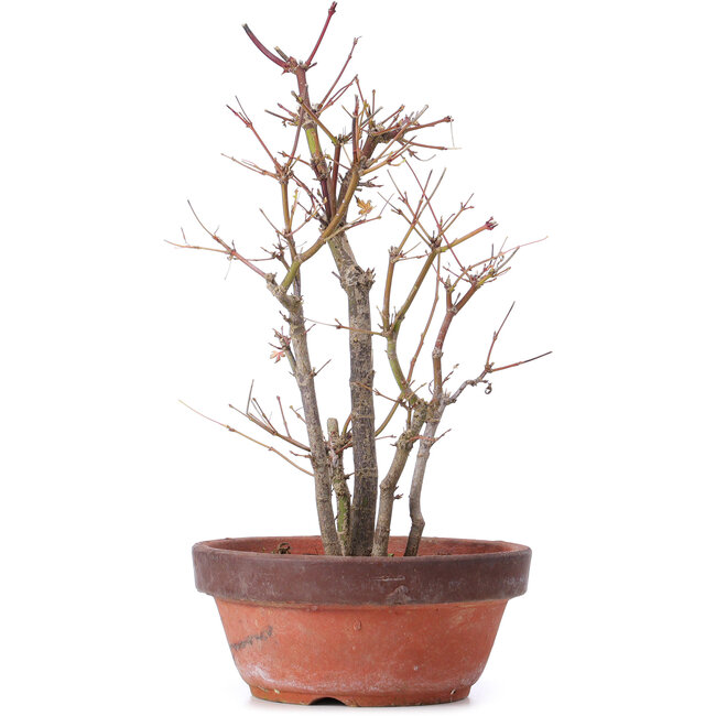 Acer palmatum, 33,5 cm, ± 9 ans