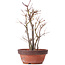 Acer palmatum, 33,5 cm, ± 9 ans