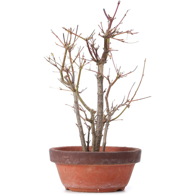 Acer palmatum, 33,5 cm, ± 9 years old