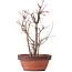 Acer palmatum, 33,5 cm, ± 9 años