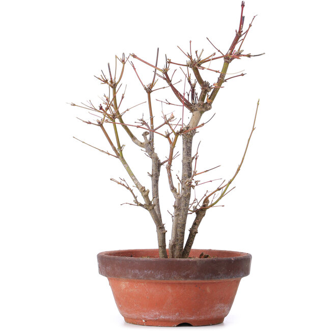 Acer palmatum, 33,5 cm, ± 9 ans