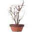 Acer palmatum, 33,5 cm, ± 9 ans