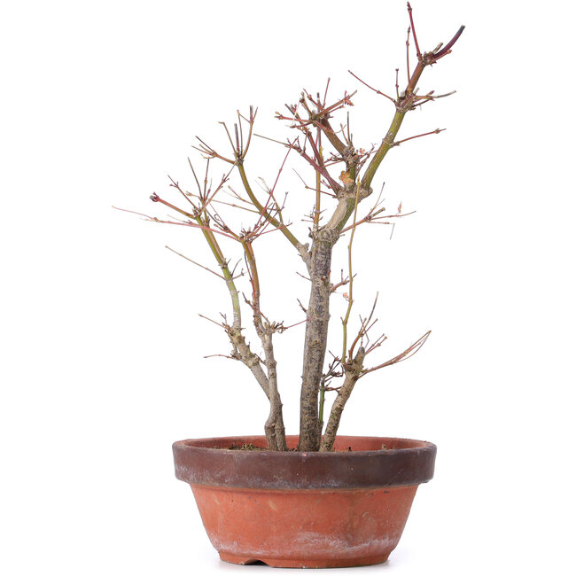 Acer palmatum, 33,5 cm, ± 9 anni