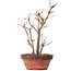 Acer palmatum, 33,5 cm, ± 9 ans