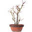 Acer palmatum, 33,5 cm, ± 9 jaar oud