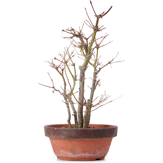Acer palmatum, 33,5 cm, ± 9 years old