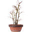 Acer palmatum, 33,5 cm, ± 9 ans