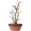 Acer palmatum, 33,5 cm, ± 9 jaar oud