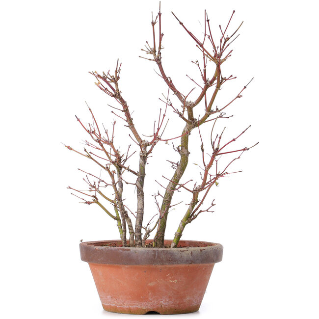 Acer palmatum, 34 cm, ± 9 jaar oud