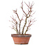 Acer palmatum, 34 cm, ± 9 Jahre alt